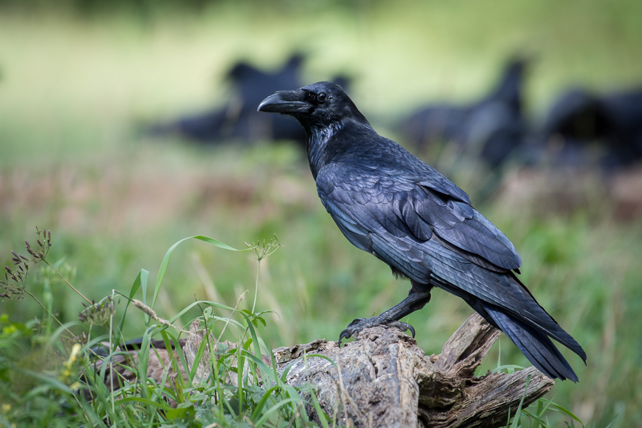  Kruk Biesczaty Nikon D7200 NIKKOR 200-500mm f/5.6E AF-S ptak amerykańska wrona wrona fauna Wrona jak ptak dziób kruk dzikiej przyrody wieża nowa wrona kaledońska