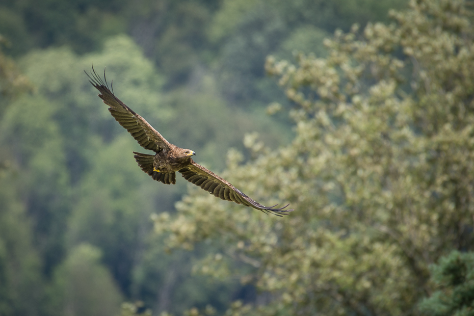  Orlik krzykliwy Biesczaty Nikon D7200 NIKKOR 200-500mm f/5.6E AF-S ptak dzikiej przyrody ekosystem fauna ptak drapieżny niebo dziób myszołów orzeł ecoregion