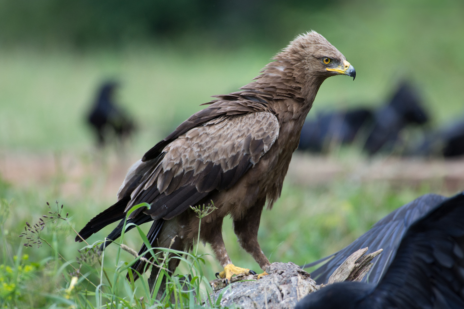  Orlik krzykliwy Biesczaty Nikon D7200 NIKKOR 200-500mm f/5.6E AF-S ptak ptak drapieżny fauna orzeł dziób dzikiej przyrody accipitriformes organizm sęp sokół