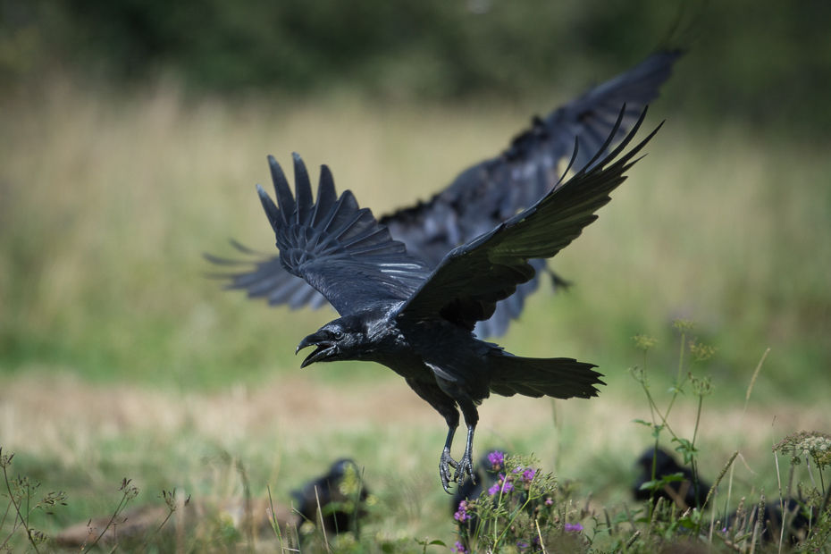  Kruk Biesczaty Nikon D7200 NIKKOR 200-500mm f/5.6E AF-S ptak ekosystem fauna Wrona jak ptak dziób dzikiej przyrody kruk wieża wrona ecoregion