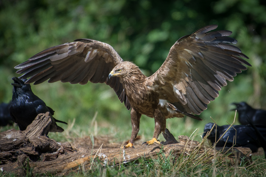  Orlik krzykliwy Biesczaty Nikon D7200 NIKKOR 200-500mm f/5.6E AF-S ptak ptak drapieżny orzeł ekosystem dziób fauna accipitriformes dzikiej przyrody myszołów Bielik amerykański