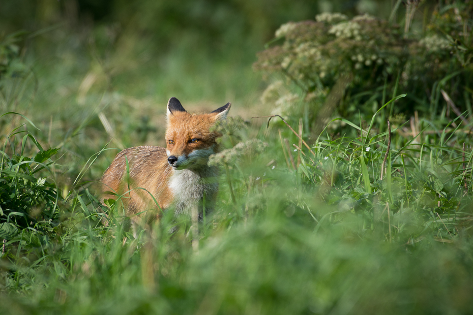  Lis Biesczaty Nikon D7200 NIKKOR 200-500mm f/5.6E AF-S dzikiej przyrody lis fauna czerwony lis ssak trawa pustynia kit lis dhole łąka