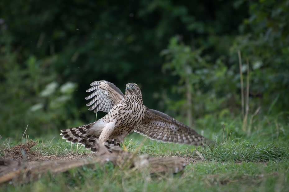  Jastrząb Biesczaty Nikon D7200 NIKKOR 200-500mm f/5.6E AF-S ptak fauna ekosystem dzikiej przyrody dziób ptak drapieżny trawa jastrząb myszołów