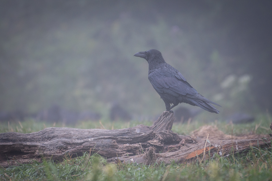  Kruk Biesczaty Nikon D7200 NIKKOR 200-500mm f/5.6E AF-S ptak fauna wrona dziób ekosystem Wrona jak ptak dzikiej przyrody ranek amerykańska wrona flycatcher starego świata