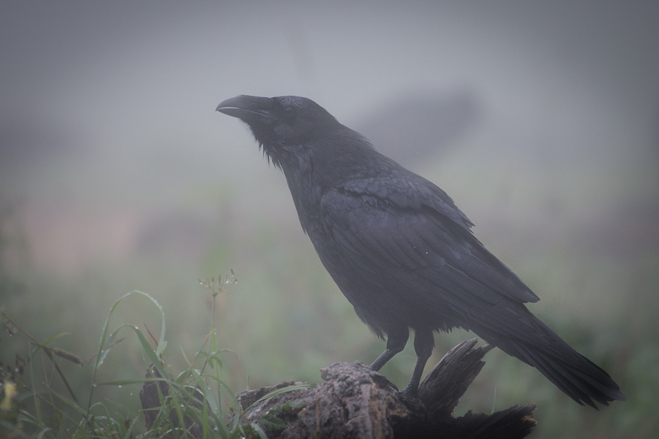  Kruk Biesczaty Nikon D7200 NIKKOR 200-500mm f/5.6E AF-S ptak amerykańska wrona fauna wrona dziób Wrona jak ptak kruk pióro wieża niebo