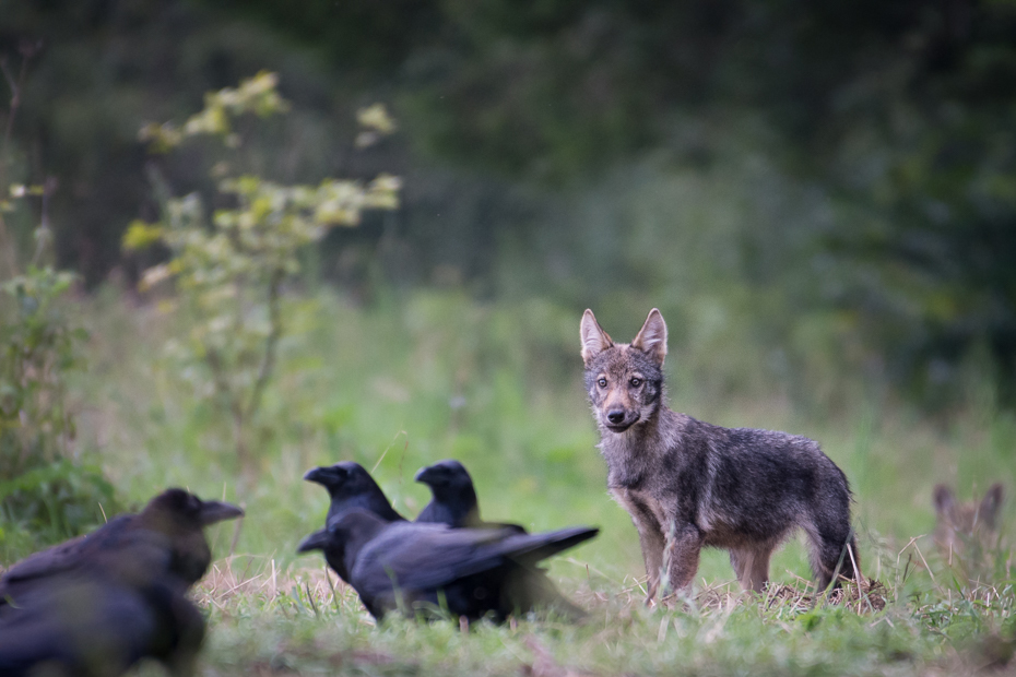  Wilk Biesczaty Nikon D7200 NIKKOR 200-500mm f/5.6E AF-S dzikiej przyrody fauna ssak szakal pies jak ssak Likaon pictus rasa psa trawa