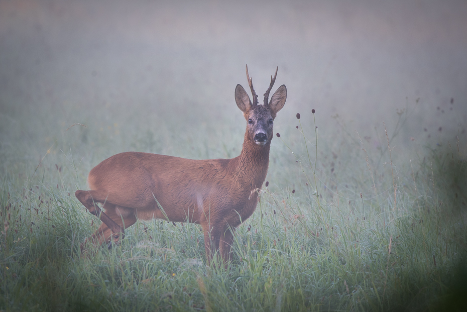  Sarna Inne nikon d750 Sigma 150-600mm f/5-6.3 HSM Zwierzęta dzikiej przyrody jeleń fauna ssak Sarna z bialym ogonem łopata łoś trawa zwierzę lądowe pysk