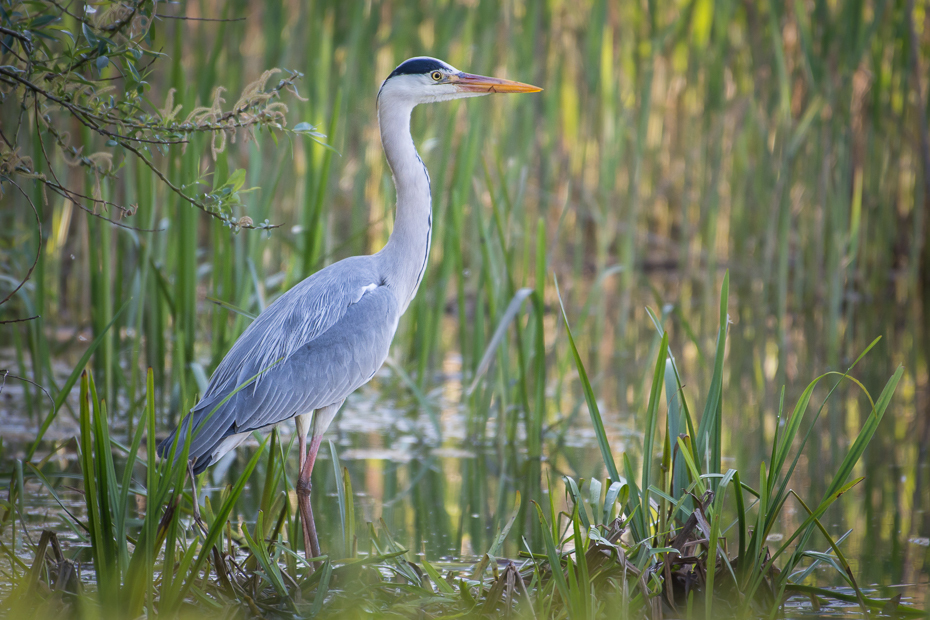  Czapla siwa Ptaki Nikon D7200 NIKKOR 200-500mm f/5.6E AF-S Zwierzęta ptak ekosystem rezerwat przyrody fauna dzikiej przyrody dziób czapla woda pelecaniformes mała niebieska czapla