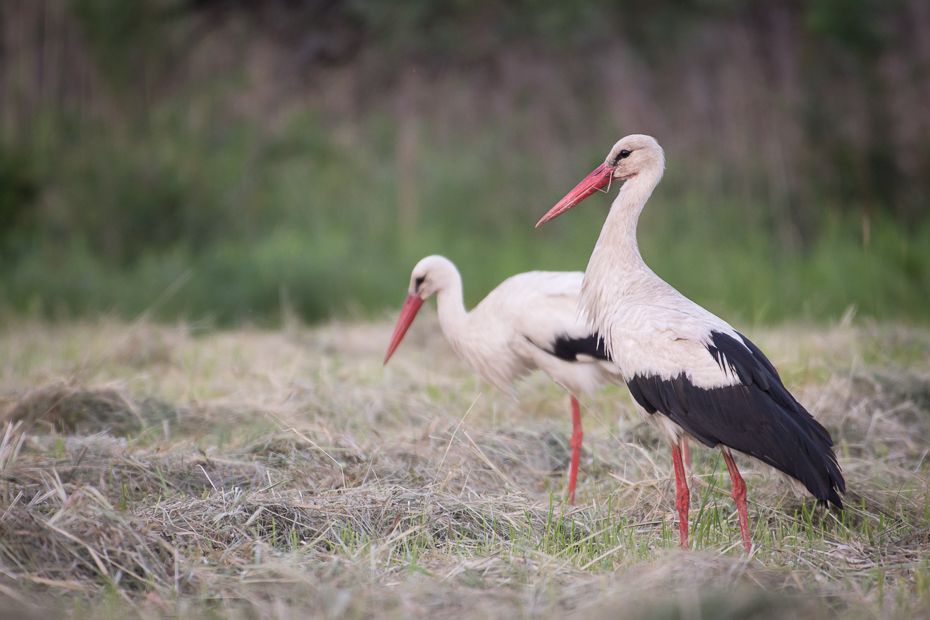  Bocian biały Ptaki Nikon D7200 NIKKOR 200-500mm f/5.6E AF-S Zwierzęta bocian bocian biały ptak Ciconiiformes dziób trawa