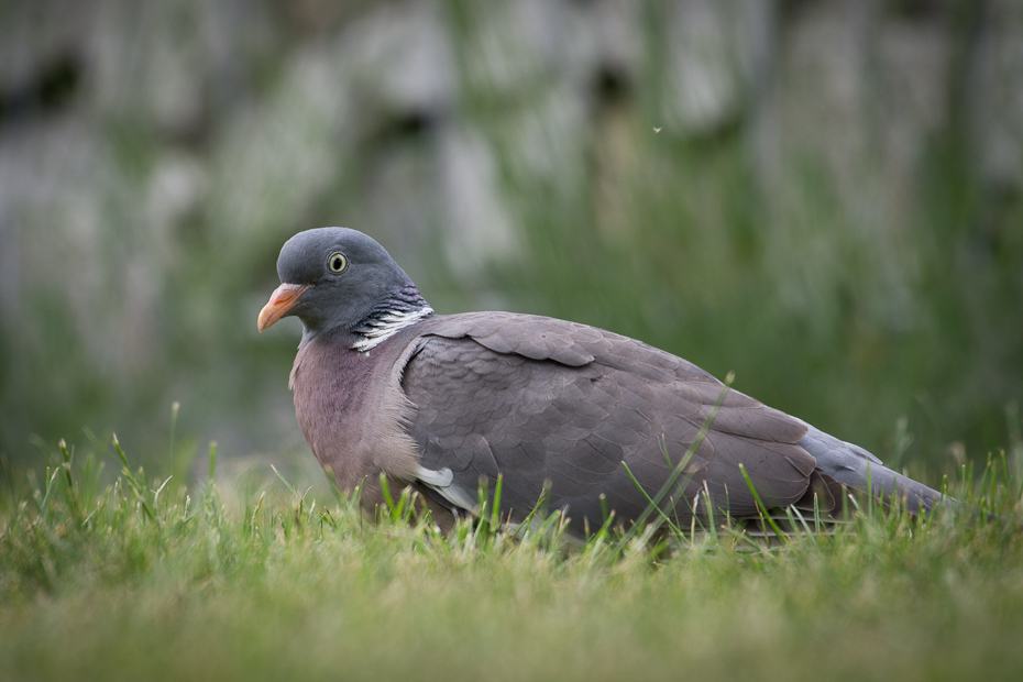  Grzywacz Ptaki Nikon D7200 NIKKOR 200-500mm f/5.6E AF-S Zwierzęta ptak stock photography gołąb dziób fauna trawa dzikiej przyrody wodny ptak organizm gołębie i gołębie ptak morski