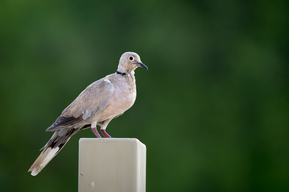  Sierpówka Abu Dabi (ZEA) Nikon D7200 Sigma 150-600mm f/5-6.3 HSM Sri Lanka 0 ptak dziób fauna stock photography gołąb gołębie i gołębie dzikiej przyrody organizm skrzydło pióro trawa