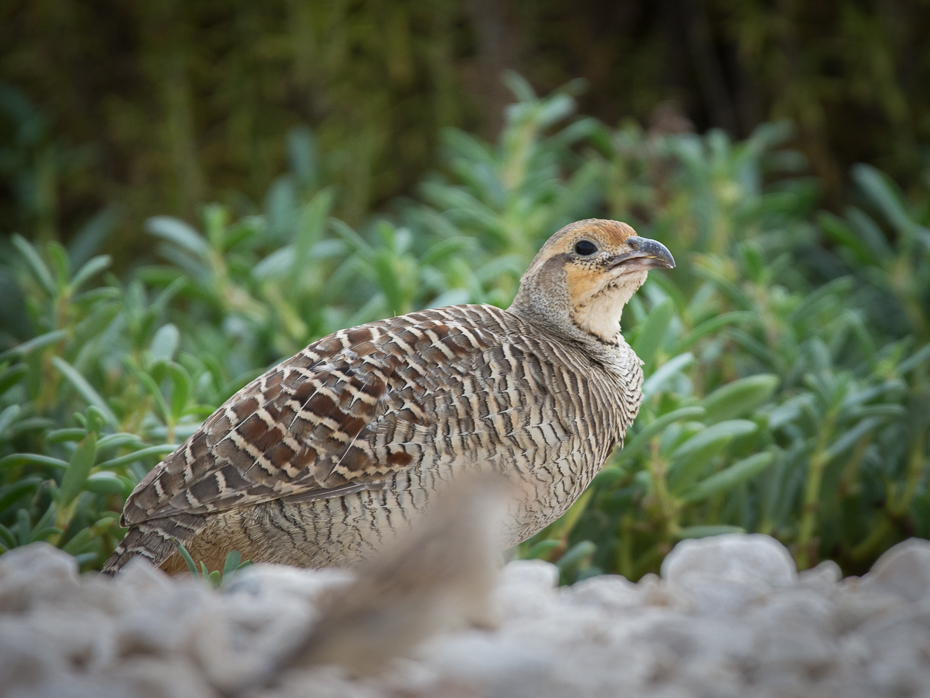  Frankolin indyjski Abu Dabi (ZEA) Nikon D7200 Sigma 150-600mm f/5-6.3 HSM Sri Lanka 0 ptak fauna galliformes dziób dzikiej przyrody kuropatwa pardwa zwierzę lądowe pióro Przepiórka