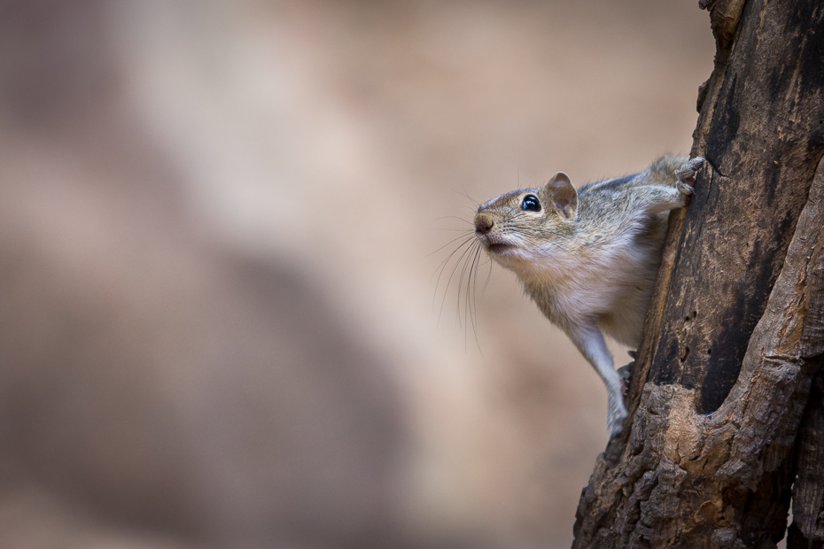  Wiewiórka Ssaki Nikon D7200 NIKKOR 200-500mm f/5.6E AF-S Sri Lanka 0 wiewiórka fauna ssak dzikiej przyrody lis wiewiórka wąsy gryzoń organizm pysk