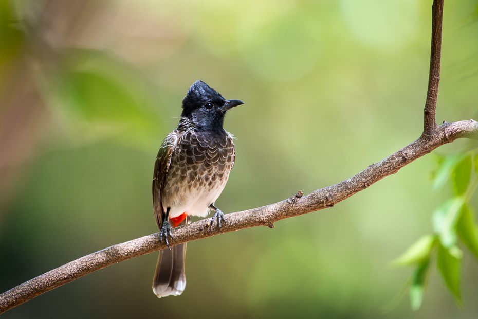  Bilbil czerwonoplamy Ptaki Nikon D7200 NIKKOR 200-500mm f/5.6E AF-S Sri Lanka 0 ptak fauna dziób koliber dzikiej przyrody flycatcher starego świata słowik bulbul Gałązka gałąź