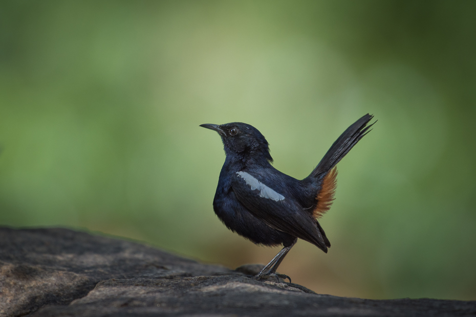  Opocznik Ptaki Nikon D7200 NIKKOR 200-500mm f/5.6E AF-S Sri Lanka 0 ptak dziób fauna dzikiej przyrody kos strzyżyk flycatcher starego świata ranek skrzydło organizm