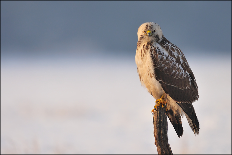  Myszołów #18 Ptaki Nikon D300 Sigma APO 500mm f/4.5 DG/HSM Zwierzęta ptak ptak drapieżny dziób jastrząb fauna accipitriformes dzikiej przyrody orzeł myszołów sokół