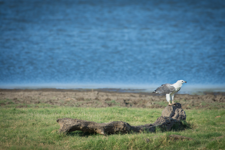  Bielik białobrzuchy Ptaki Nikon D7200 NIKKOR 200-500mm f/5.6E AF-S Sri Lanka 0 fauna ekosystem łąka niebo ptak dzikiej przyrody trawa dziób ecoregion żuraw jak ptak