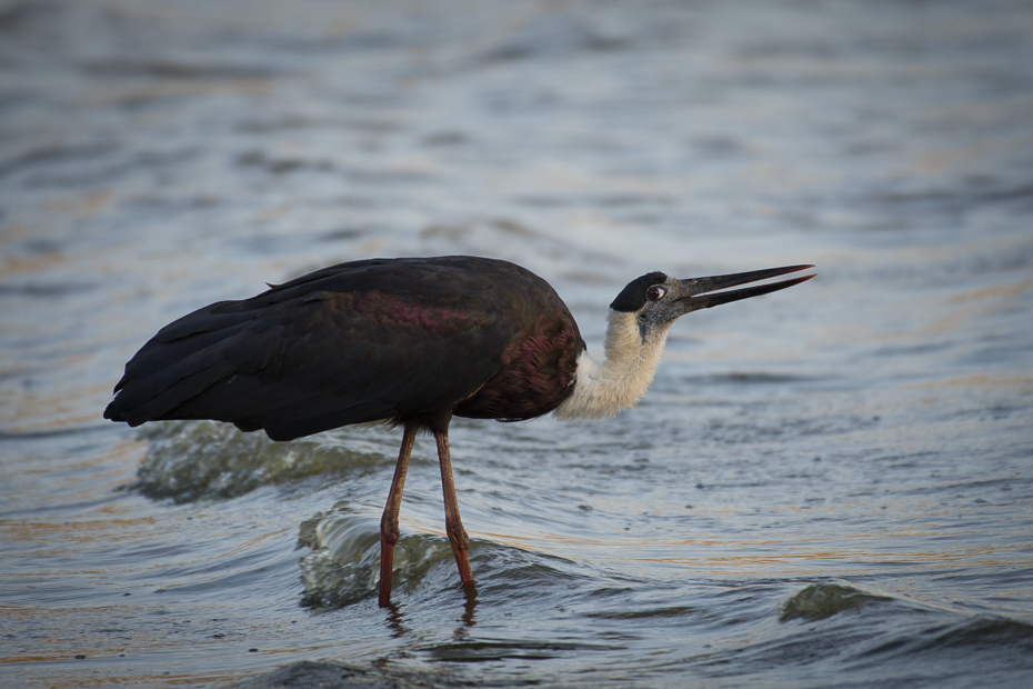  Bocian białoszyi Ptaki Nikon D7200 NIKKOR 200-500mm f/5.6E AF-S Sri Lanka 0 ptak fauna dziób bocian Ciconiiformes shorebird mała niebieska czapla dzikiej przyrody czapla woda