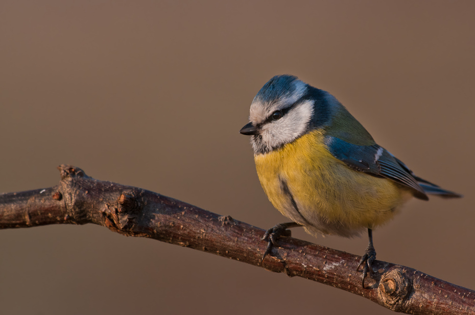  Modraszka Ptaki karmnik Nikon D300 Sigma APO 500mm f/4.5 DG/HSM Zwierzęta ptak fauna dziób dzikiej przyrody chickadee pióro ptak przysiadujący organizm skrzydło zięba