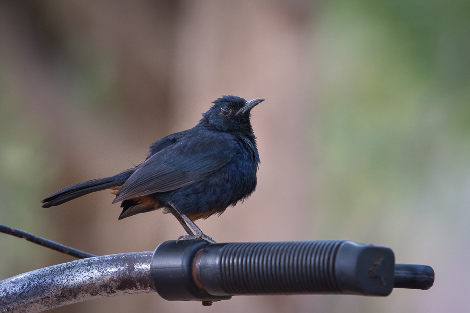  Opocznik Ptaki Nikon D7200 NIKKOR 200-500mm f/5.6E AF-S Sri Lanka 0 ptak fauna dziób kos pióro dzikiej przyrody amerykańska wrona skrzydło ptak przysiadujący Wrona jak ptak