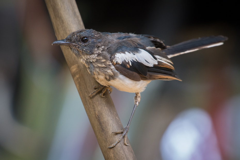  Sroczek zmienny Ptaki Nikon D7200 NIKKOR 200-500mm f/5.6E AF-S Sri Lanka 0 ptak fauna dziób flycatcher starego świata strzyżyk dzikiej przyrody pióro Emberizidae Gałązka skrzydło