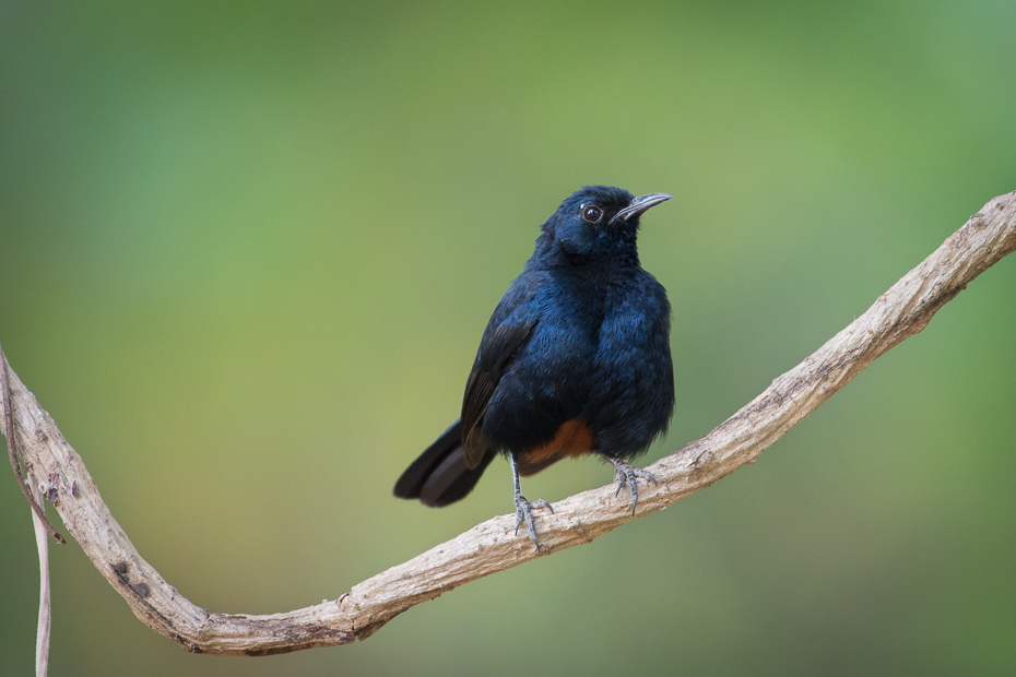  Opocznik Ptaki Nikon D7200 NIKKOR 200-500mm f/5.6E AF-S Sri Lanka 0 ptak fauna dziób kos dzikiej przyrody flycatcher starego świata skrzydło strzyżyk organizm ptak przysiadujący