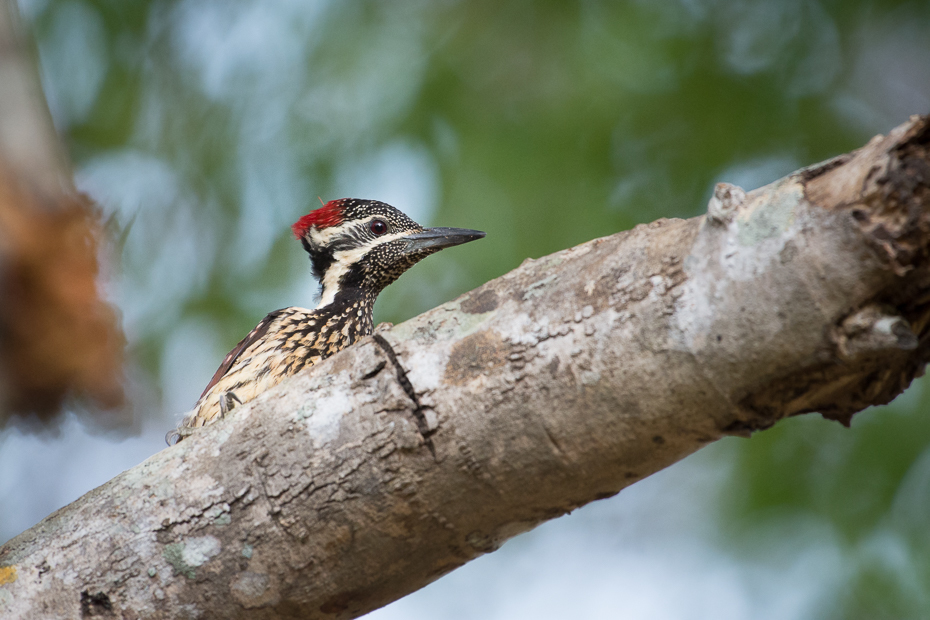  Sułtanik żółtogrzbiety Ptaki Nikon D7200 NIKKOR 200-500mm f/5.6E AF-S Sri Lanka 0 ptak fauna dziób dzięcioł piciformes dzikiej przyrody flycatcher starego świata