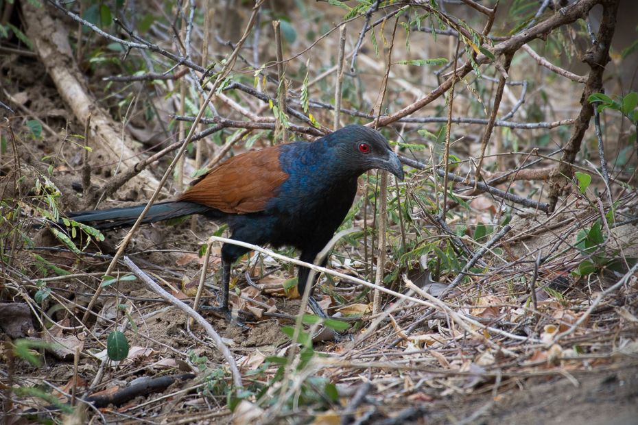  Kukal zmienny Ptaki Nikon D7200 NIKKOR 200-500mm f/5.6E AF-S Sri Lanka 0 ptak fauna ekosystem dziób dzikiej przyrody organizm społeczność roślin