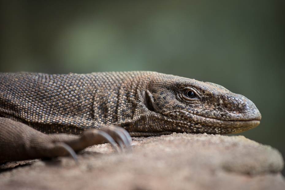  Jaszczur Gady Nikon D7200 AF-S Nikkor 70-200mm f/2.8G Sri Lanka 0 gad jaszczurka skalowany gad zwierzę lądowe fauna ścieśniać fotografia smok Komodo organizm oko