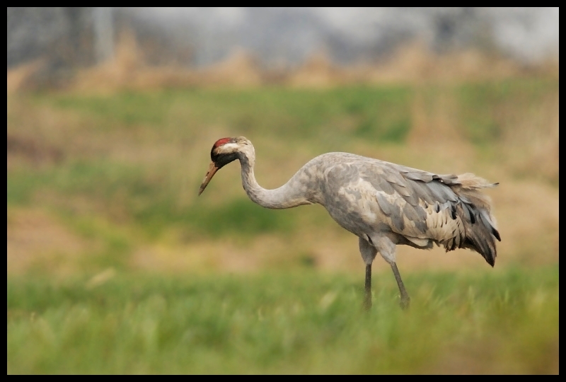  Żuraw Ptaki żuraw żurawie ptaki Nikon D200 Sigma APO 50-500mm f/4-6.3 HSM Zwierzęta ptak ekosystem dźwig żuraw jak ptak fauna dziób dzikiej przyrody ecoregion zwierzę lądowe trawa