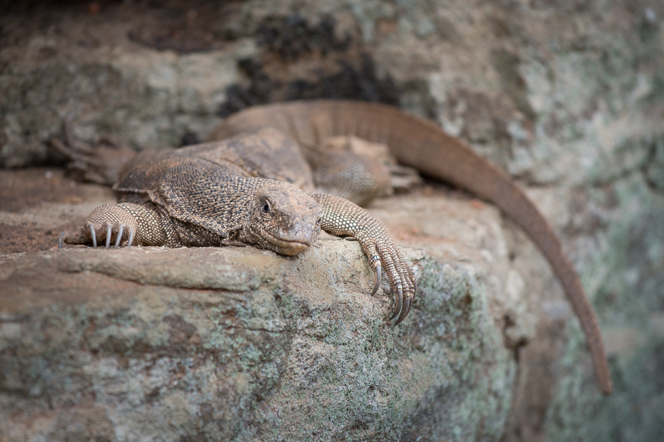  Jaszczur Ptaki Nikon D7200 Nikkor AF-S 70-200 f/4.0G Sri Lanka 0 fauna gad skalowany gad jaszczurka zwierzę lądowe organizm dzikiej przyrody