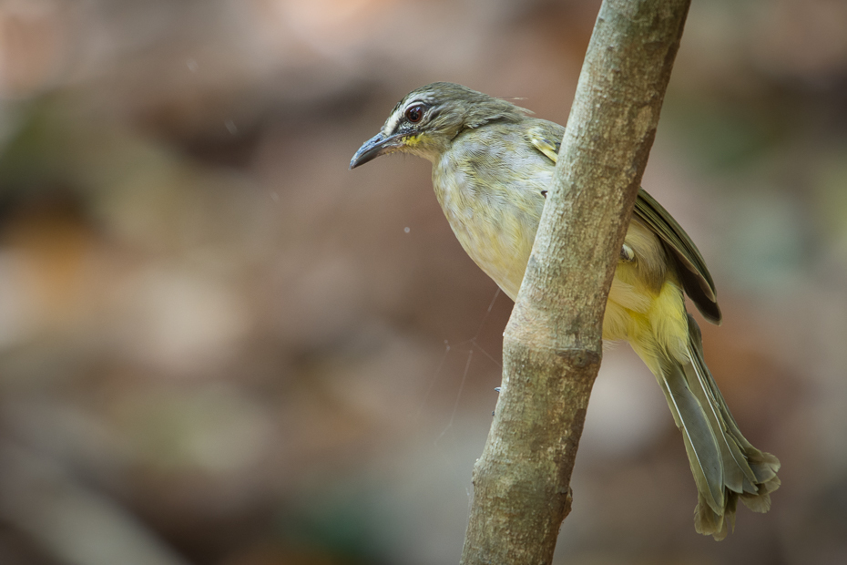  Bilbil białobrewy Ptaki Nikon D7200 NIKKOR 200-500mm f/5.6E AF-S Sri Lanka 0 ptak dziób fauna dzikiej przyrody flycatcher starego świata organizm zięba ptak przysiadujący Gałązka coraciiformes