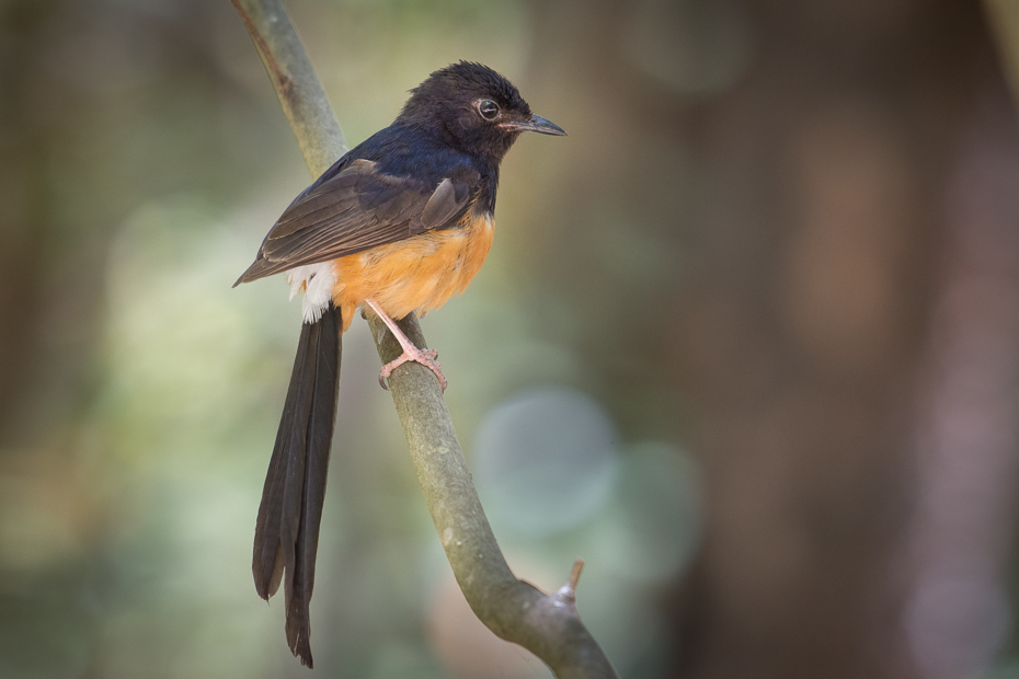  Sroczek białorzytny Ptaki Nikon D7200 NIKKOR 200-500mm f/5.6E AF-S Sri Lanka 0 ptak dziób fauna dzikiej przyrody flycatcher starego świata ranek skrzydło organizm Emberizidae ptak przysiadujący