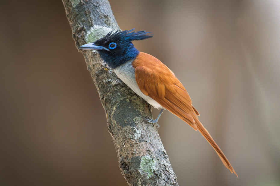  Muchodławka rajska Ptaki Nikon D7200 NIKKOR 200-500mm f/5.6E AF-S Sri Lanka 0 ptak fauna dziób pióro dzikiej przyrody flycatcher starego świata coraciiformes strzyżyk skrzydło ptak przysiadujący