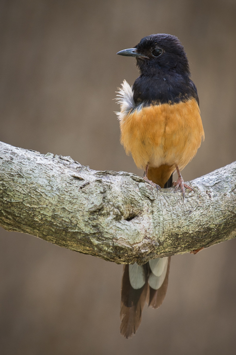  Sroczek białorzytny Ptaki Nikon D7200 NIKKOR 200-500mm f/5.6E AF-S Sri Lanka 0 ptak dziób fauna dzikiej przyrody flycatcher starego świata pióro gałąź Gałązka skrzydło drzewo