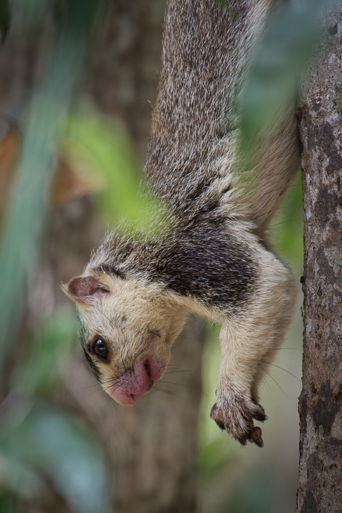  Wiewióra cejlońska Ssaki Nikon D7200 NIKKOR 200-500mm f/5.6E AF-S Sri Lanka 0 fauna ssak dzikiej przyrody nowa małpa świata wiewiórka viverridae drzewo lis wiewiórka organizm pysk