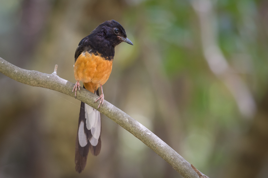  Sroczek białorzytny Ptaki Nikon D7200 NIKKOR 200-500mm f/5.6E AF-S Sri Lanka 0 ptak dziób fauna flycatcher starego świata dzikiej przyrody zięba gałąź ptak przysiadujący Gałązka