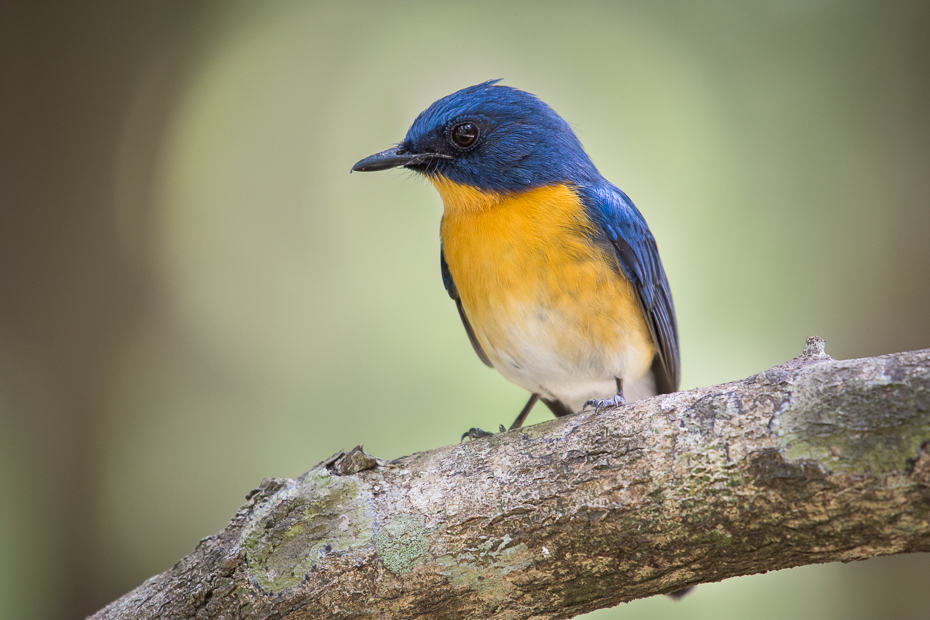  Niltawa trójbarwna Ptaki Nikon D7200 NIKKOR 200-500mm f/5.6E AF-S Sri Lanka 0 ptak dziób fauna dzikiej przyrody flycatcher starego świata niebieski ptak zięba organizm ptak przysiadujący pióro