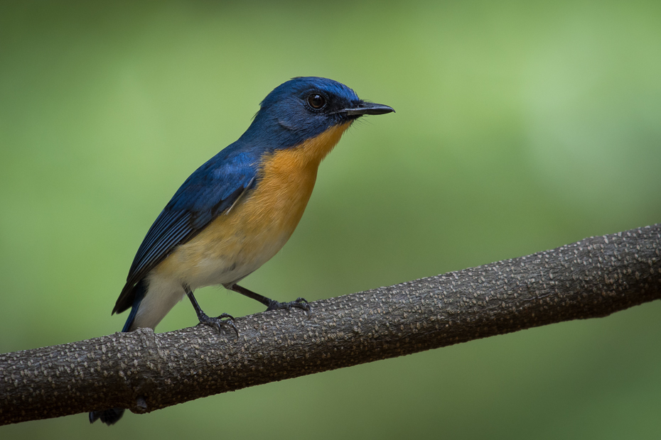  Niltawa trójbarwna Ptaki Nikon D7200 NIKKOR 200-500mm f/5.6E AF-S Sri Lanka 0 ptak niebieski ptak fauna dziób dzikiej przyrody flycatcher starego świata skrzydło organizm ptak przysiadujący pióro