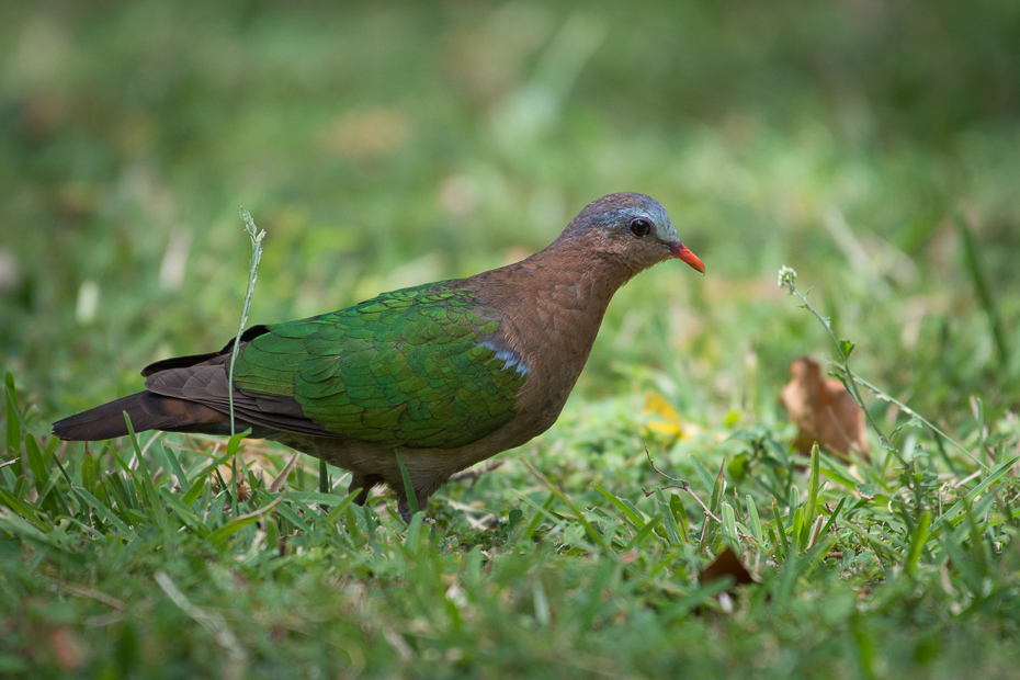  Miedzianka szmaragdowa Ptaki Nikon D7200 NIKKOR 200-500mm f/5.6E AF-S Sri Lanka 0 ptak fauna ekosystem dziób stock photography gołąb dzikiej przyrody organizm trawa galliformes ecoregion