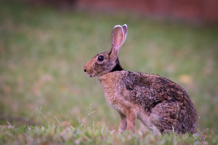  Zając Ssaki Nikon D7200 NIKKOR 200-500mm f/5.6E AF-S Sri Lanka 0 fauna ssak dzikiej przyrody zając zwierzę lądowe złodzieje i zające trawa Królik organizm królik domowy