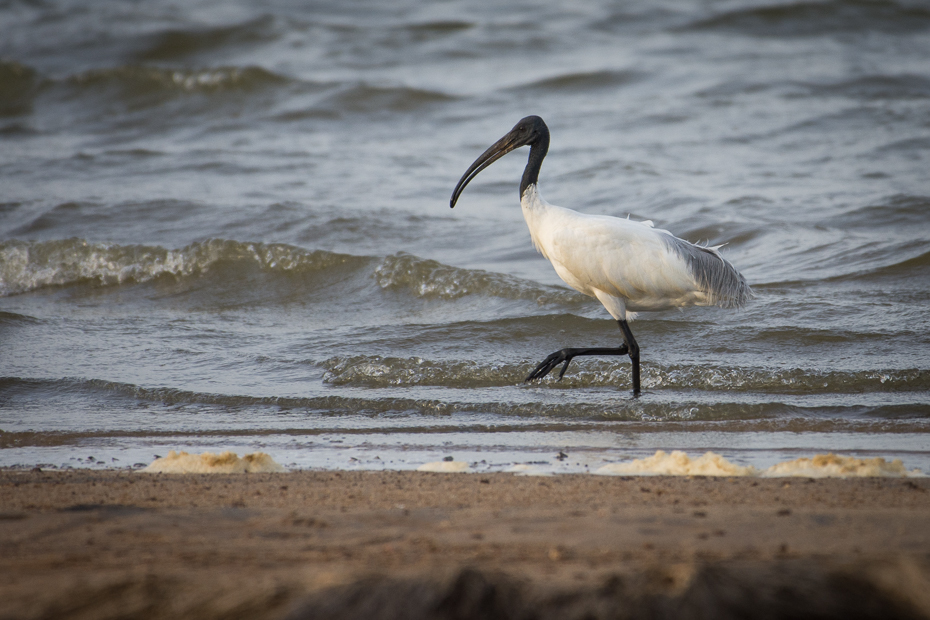  Ibis siwopióry Ptaki Nikon D7200 NIKKOR 200-500mm f/5.6E AF-S Sri Lanka 0 ptak fauna dziób woda Wybrzeże ibis shorebird fala wodny ptak czapla