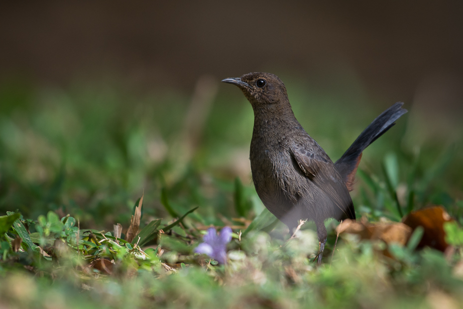  Opocznik Ptaki Nikon D7200 NIKKOR 200-500mm f/5.6E AF-S Sri Lanka 0 ptak fauna dziób ekosystem dzikiej przyrody organizm flycatcher starego świata słowik kos strzyżyk