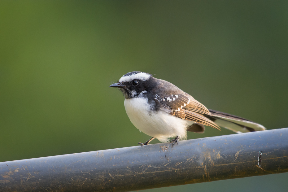  Wachlarzówka białobrewa Ptaki Nikon D7200 NIKKOR 200-500mm f/5.6E AF-S Sri Lanka 0 ptak fauna dziób dzikiej przyrody flycatcher starego świata strzyżyk pióro organizm ptak przysiadujący skrzydło