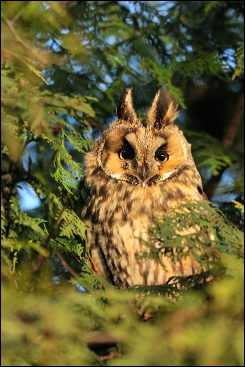  Sowa uszatka Ptaki Nikon D300 Sigma APO 500mm f/4.5 DG/HSM Zwierzęta sowa dzikiej przyrody fauna ptak dziób ptak drapieżny liść drzewo gałąź organizm