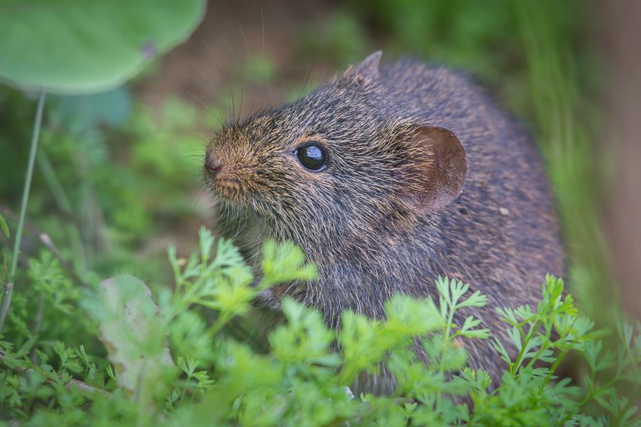  Mysz Ssaki Nikon D7200 NIKKOR 200-500mm f/5.6E AF-S Sri Lanka 0 fauna dzikiej przyrody ssak wegetacja wąsy zwierzę lądowe bóbr organizm pysk gryzoń