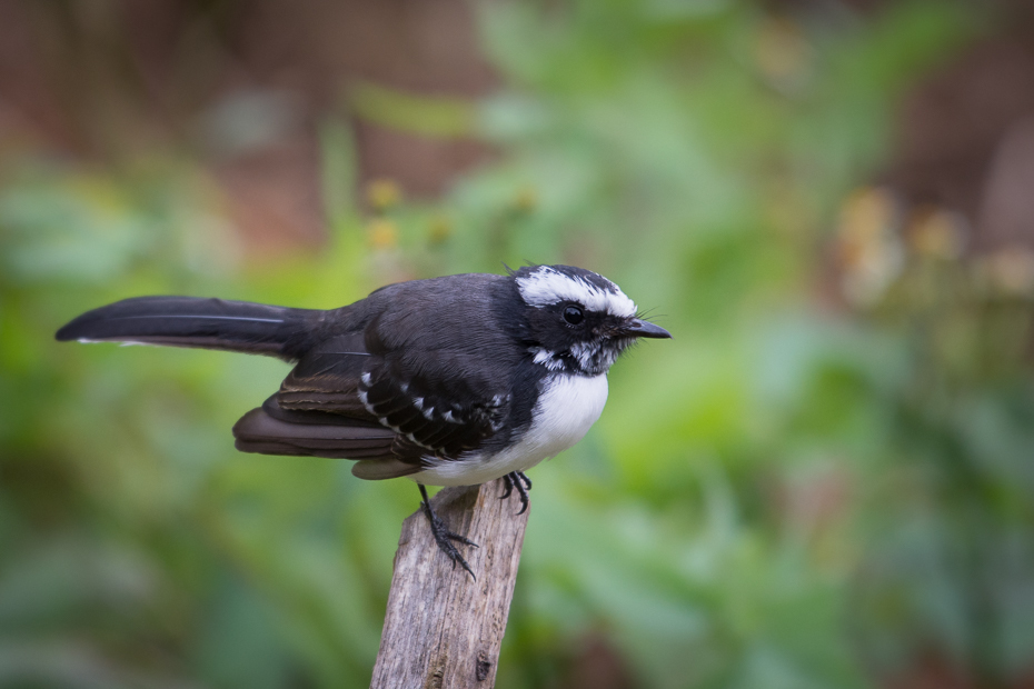  Wachlarzówka białobrewa Ptaki Nikon D7200 NIKKOR 200-500mm f/5.6E AF-S Sri Lanka 0 ptak fauna dziób dzikiej przyrody chickadee flycatcher starego świata ptak przysiadujący pióro organizm strzyżyk