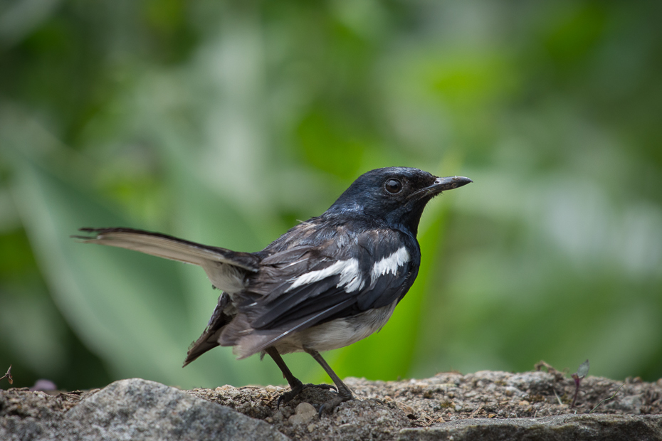  Sroczek zmienny Ptaki Nikon D7200 NIKKOR 200-500mm f/5.6E AF-S Sri Lanka 0 ptak fauna dziób kos dzikiej przyrody flycatcher starego świata organizm Emberizidae skrzydło słowik