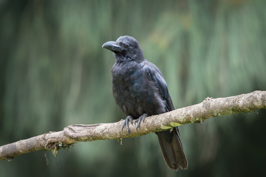  Wrona hinduska Street Nikon D7200 NIKKOR 200-500mm f/5.6E AF-S Sri Lanka 0 ptak dziób fauna amerykańska wrona wrona dzikiej przyrody Wrona jak ptak flycatcher starego świata organizm kruk