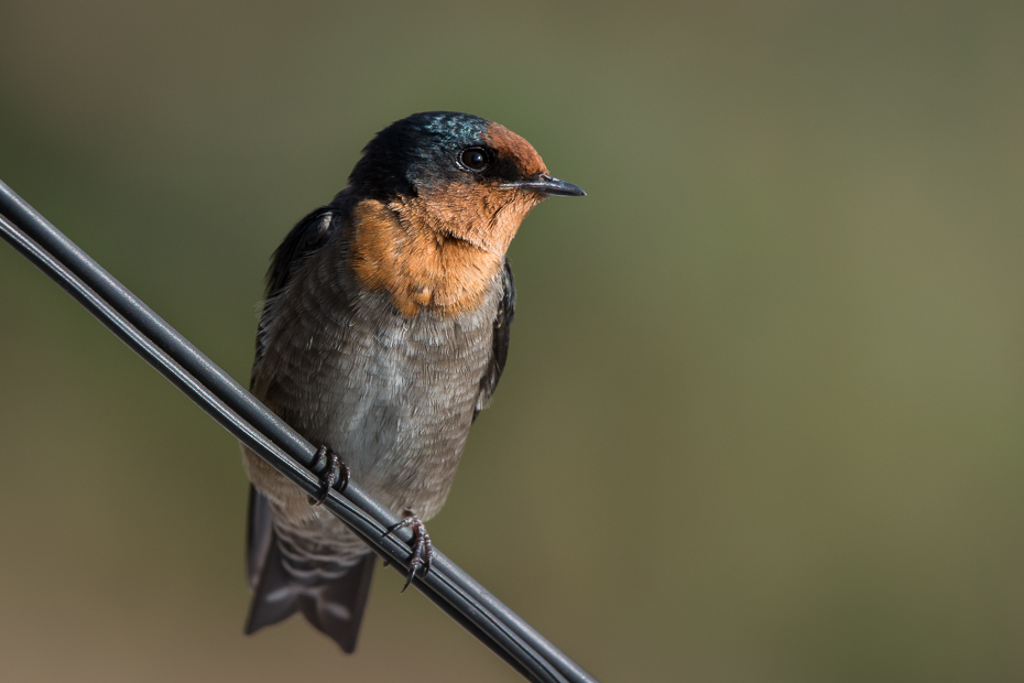  Dymówka Ptaki Nikon D7200 Sigma 150-600mm f/5-6.3 HSM Sri Lanka 0 ptak dziób fauna Łyk dzikiej przyrody flycatcher starego świata ścieśniać skrzydło ptak przysiadujący strzyżyk